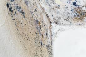 Mold Removal Services